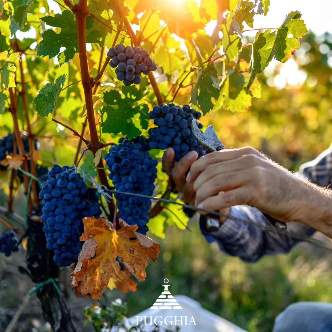 VENDEMMIA 2025