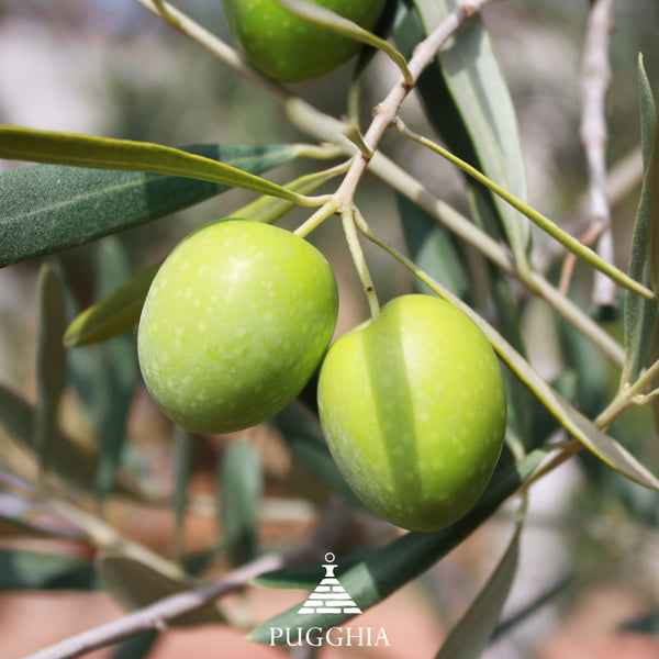 Olive: Storia, Benefici, Varietà, Olio e Usi in Cucina