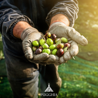 Raccolta delle Olive: Tecniche e Periodo per Olio Extravergine